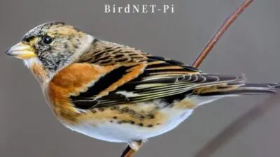 hadimg bird id feat