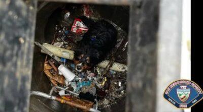 Photo looking down on a dog trapped in a storm drain, surrounded by debris.