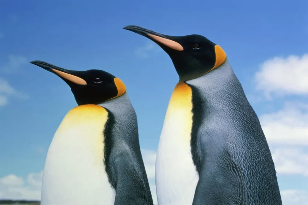 Tow penguins. The background shows blue sky with a few clouds.