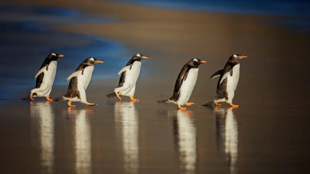 Five penguins in a row behind each other, on a beach, walking towards the right side of the image.