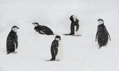 5 penguins in various positions in the snow. Three are just standing and looking around, whilst one is lying down, and the 5th is cleaning his coat.