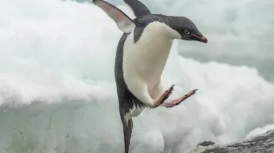 Clouds in the background, and a penguin in the foreground which looks like it is jumping down from something (which cannot be seen).