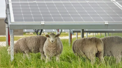 Sheep grazing under solar panels on a field.